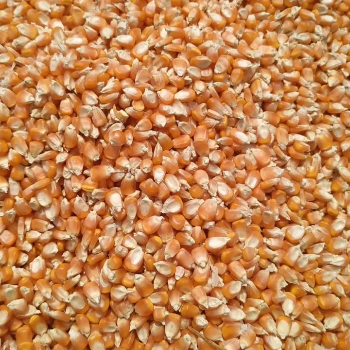 Yellow Corn for Human Consumption Non-GMO Organic Glutinous Dried with 3 Months Shelf Life-Corn Maize