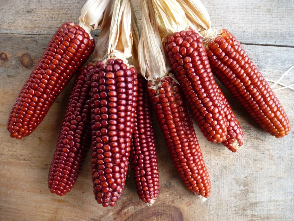 Organic Premium Grade 1 Yellow Maize Dried Corn Popcorn White Corn Sweet Corn for Human Consumption High Temperature Sterilized