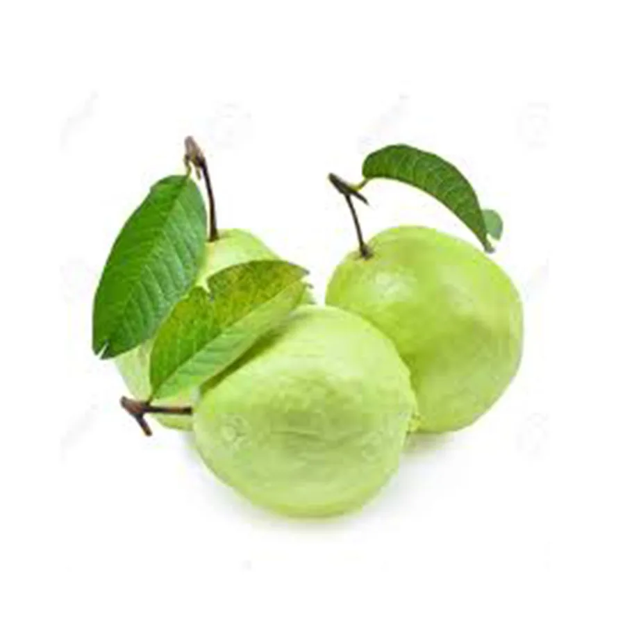 Healthy Fresh Guava Exporter From Pakistan A Life Full Of Nature Secrets Guava Fruit For Sale
