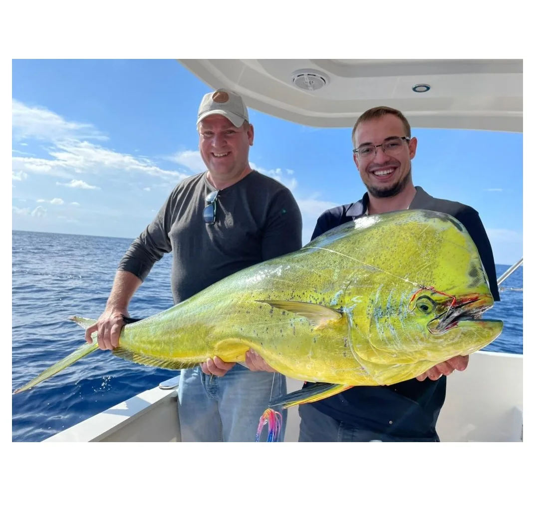 Frozen Whole Mahi-Mahi Fish Size 1000gr up High Quality Best