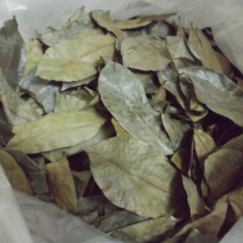 DRIED SOURSOP LEAVES / DRY SOURSOP LEAF FROM VIETNAM WITH CHEAP PRICE