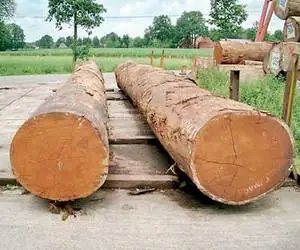 Lauan Logs for Export to Europe  Philippine Mahogany Logs for Export to Europe  Lauan Logs for Export to Asia