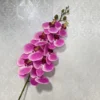 สีม่วง