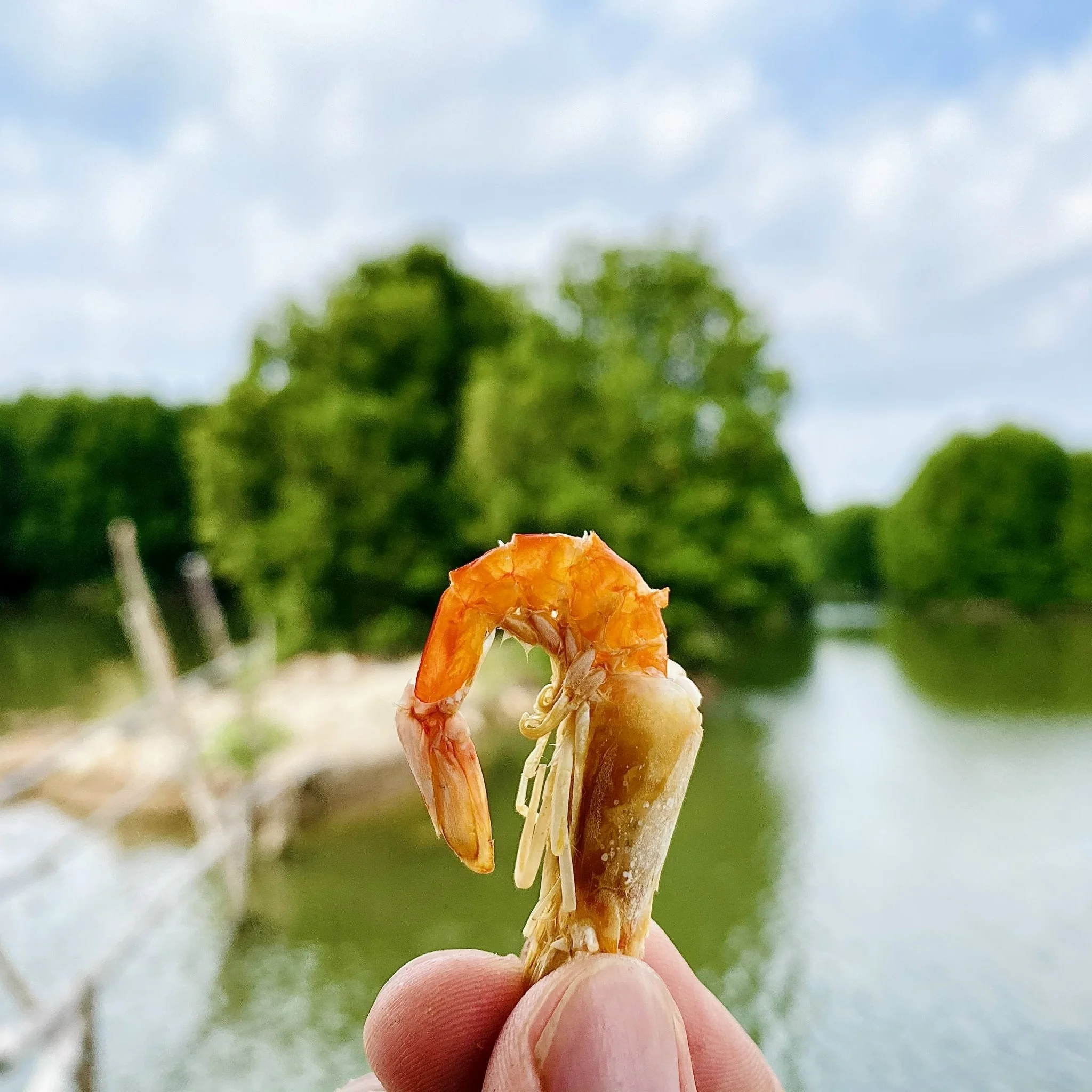 Воздушная сушка, оптовая продажа, Лучшая цена, Ароматизированная вакуумная упаковка, срок годности 5 месяцев, морепродукты, сертифицированные OEM сушеные креветки из Вьетнама