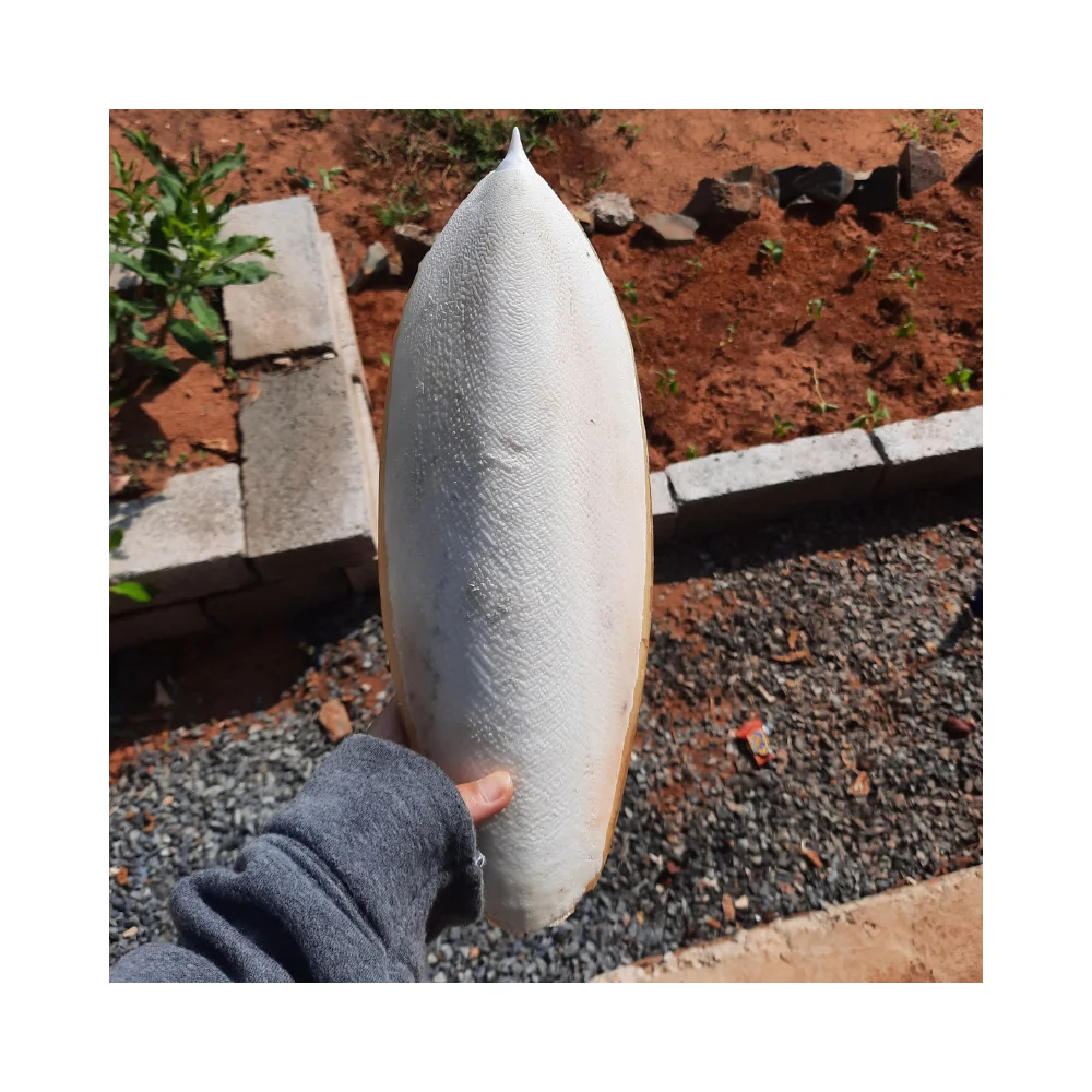 Vietnamese Animal Feed, Healthy remedies raw material Dried Cuttlefish