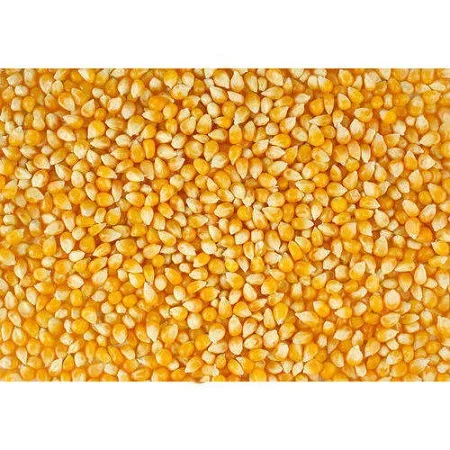corn-maize-seed-500x500.jpg