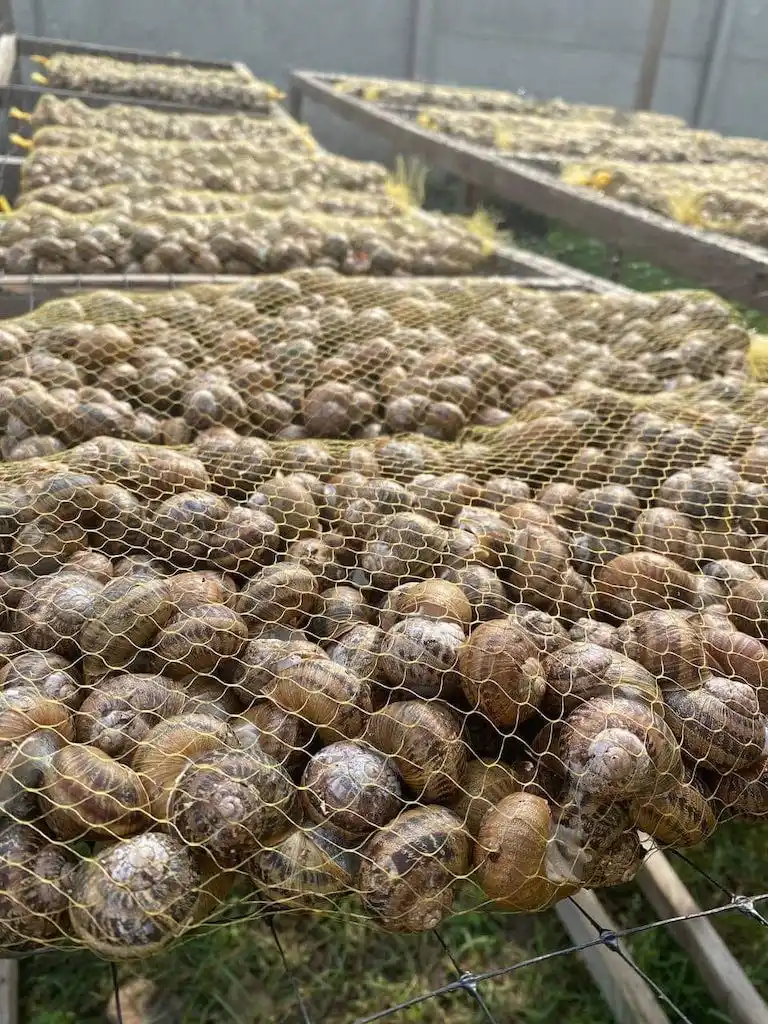 Fresh African Giant Escargot Snail Buy Dried Snail Fresh Snails Live Snails Snail Farming,Live