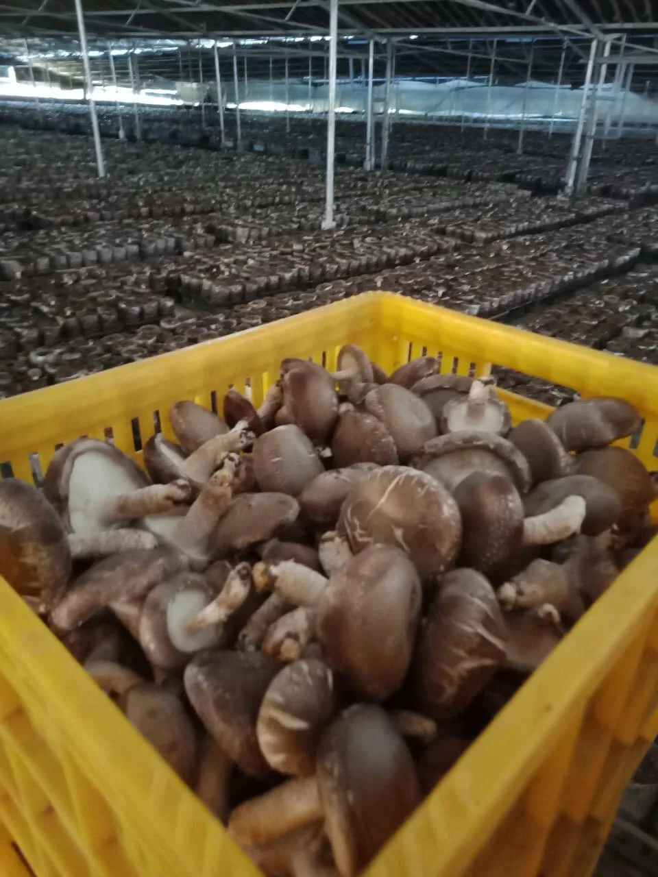 Organic Dried Shiitake Mushroom Dried Food High Quality Shiitake