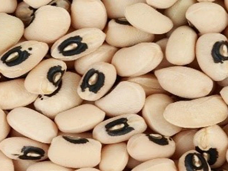 cowpea 7.jpg