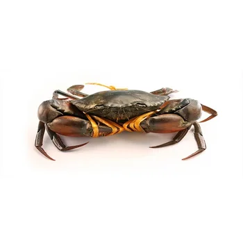 Fresh Frozen And Live Mud Crabs Red King Crabs Soft Shell - Buy Hot ...