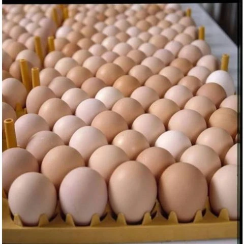 Farm Fresh Chicken Table Eggs & Fertilized Hatching Eggs,Brown Eggs Low