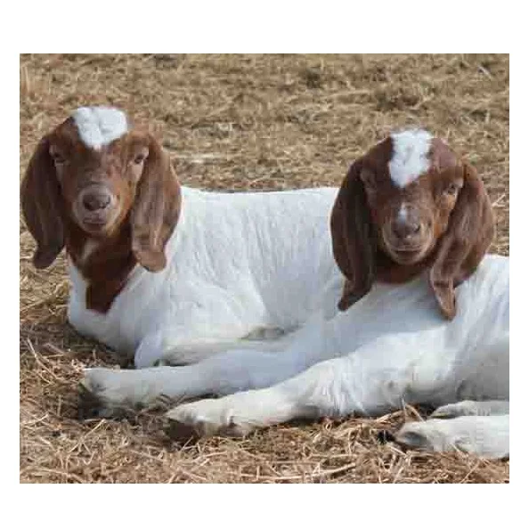 Boer Goats / Saanen Goats / Anglonubian Goats Buy Live Saanen & Boer