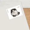 Blanc#2016 animaux de compagnie