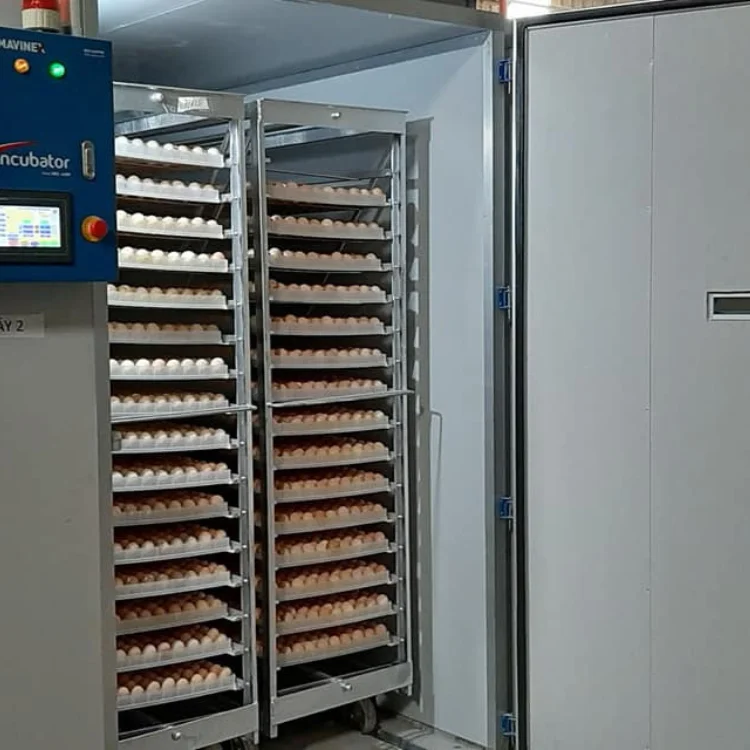 Cheap High Quality Hatcher Automatic Incubator Egg Incubator for Sale Full Automatic From Asia Manufacturer