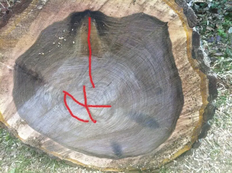 Premium Walnut Logs Walnut Logs for Sale