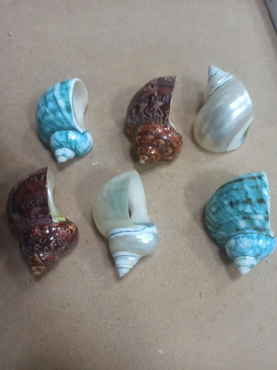 Natural Mother of Pearl Conch Shells for Crafts or Art Decoration Beautiful Designs at Reasonable Prices From Vietnam
