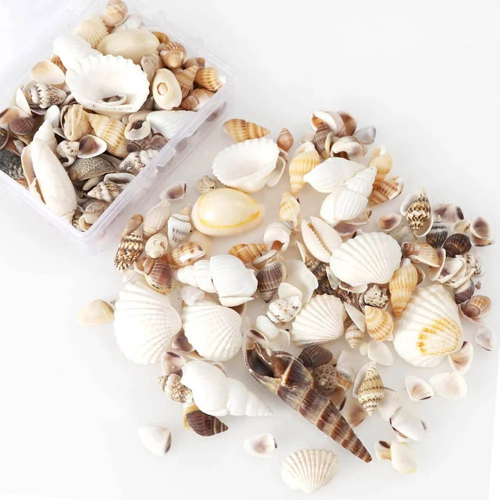 White Shell Mix By The Kilo [Seashells - Natural] – Naturally Wild Australia