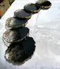 same as image