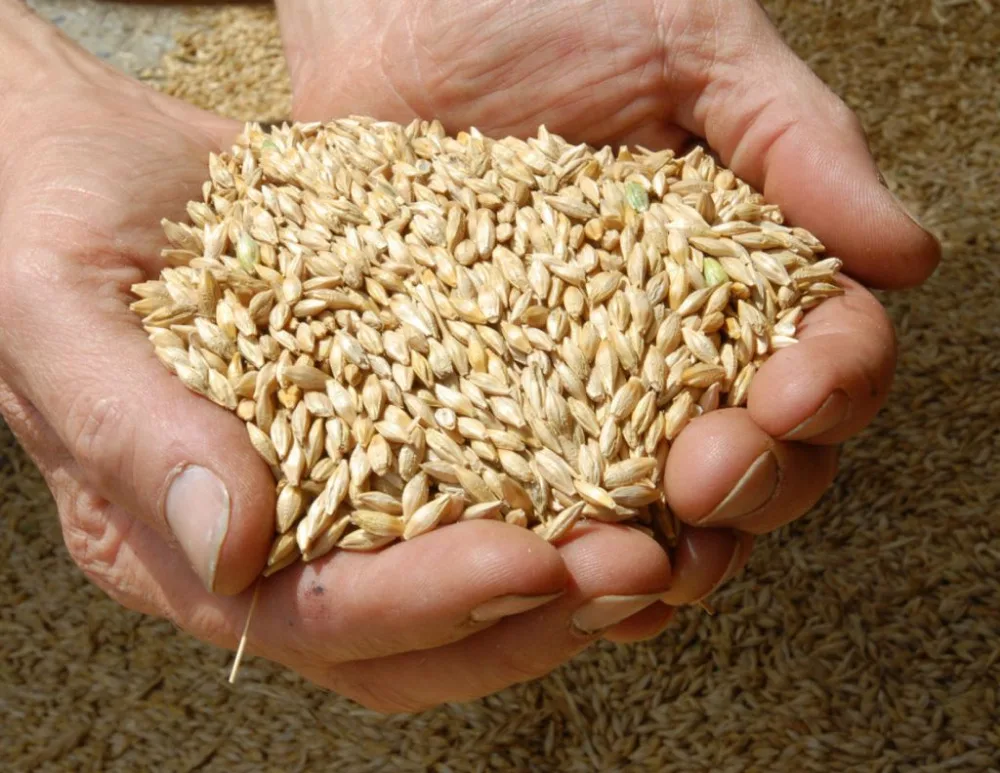 barley 5.jpg