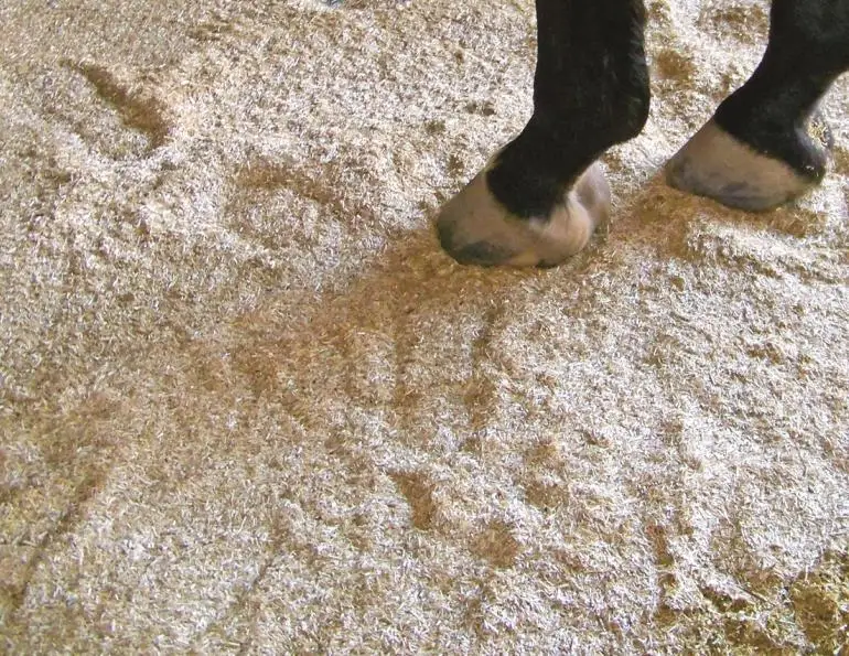 Pine Wood Shavings For Horse Bedding Buy Pine Wood Shavings