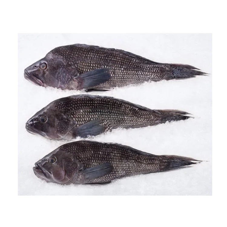 Factory Wholesale Frozen Seabass Fillet Buy Frozen Seafood Fish High