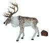 deer 06