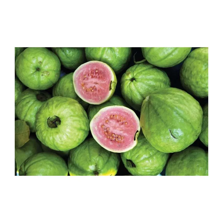 Top Quality Good Taste Fresh Fruit Guava For Wholesale Purchase Fresh