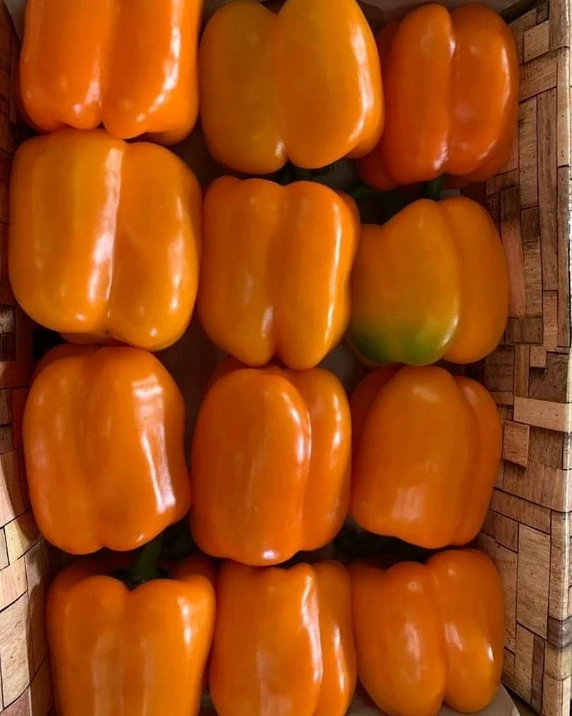 bell pepper  (11).jpg