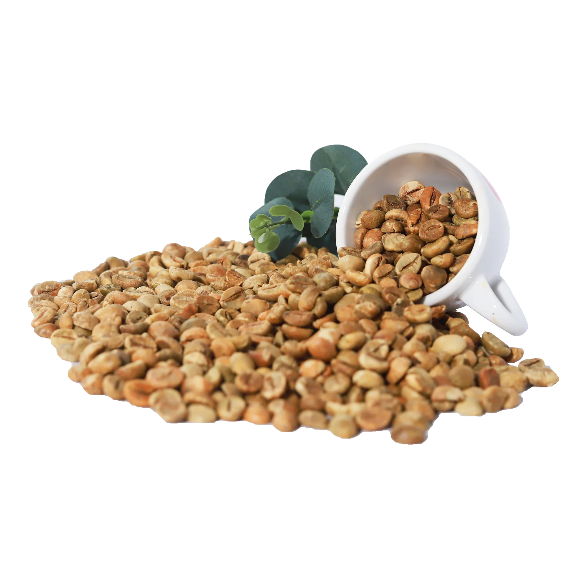 Raw Robusta Coffee Green Beans Best Selling Organic Making Pie Iso Brc