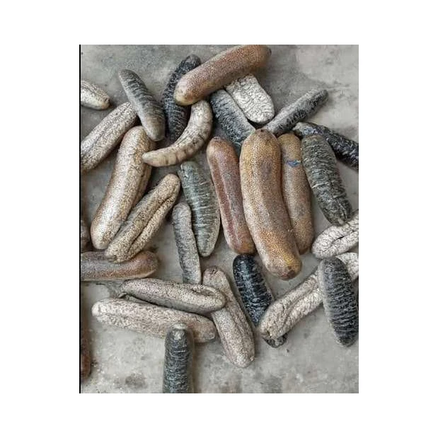 Bulk Dried Sea Cucumber/ Sea Cucumber For Sale Buy Dried Sea Cucumber