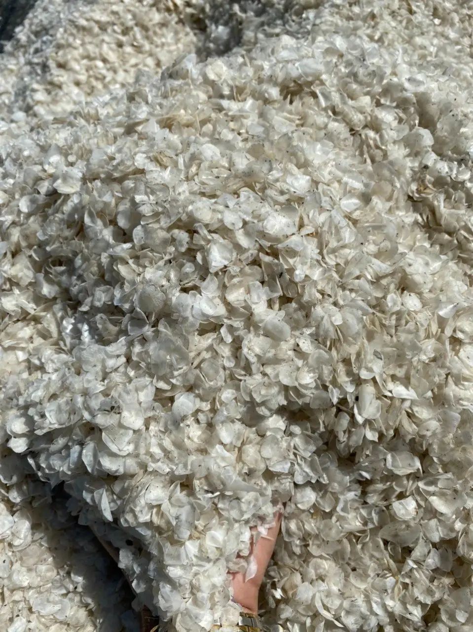 fish-scales-make-collagen-from-fish-scales-to-make-gel-and-cosmetics