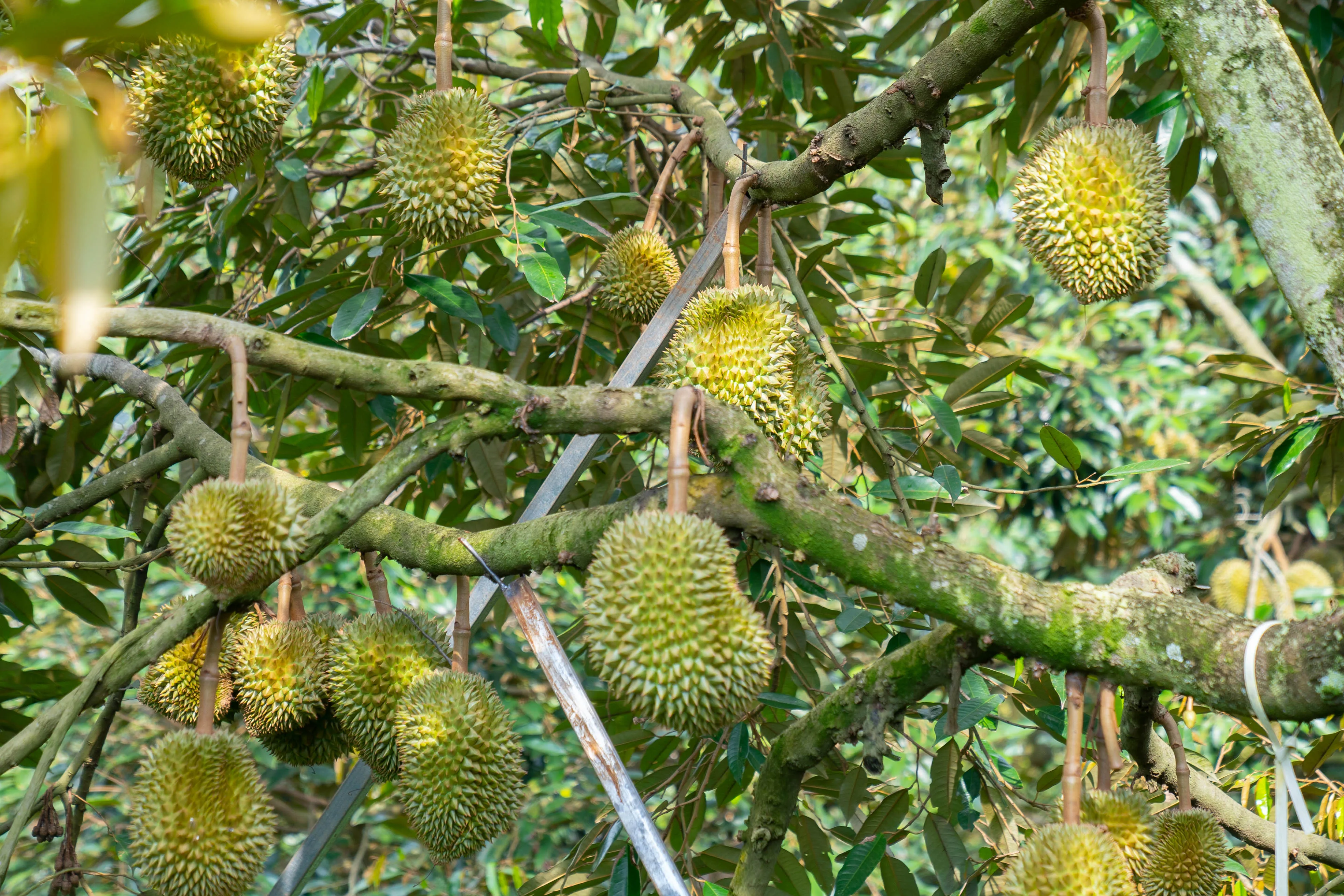 Perfect Choice Organic Vietnamese Durian Seed Whole Shape Sweet Ri6