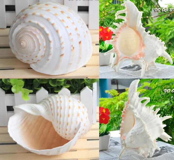 Cheap Price Chambered Nautilus Shell/ Natural Seashell / Conch Shell