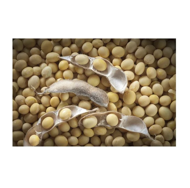 Wholesale Organic Nongmo Soyabean Yellow Soybean Soja Soya Beans Buy