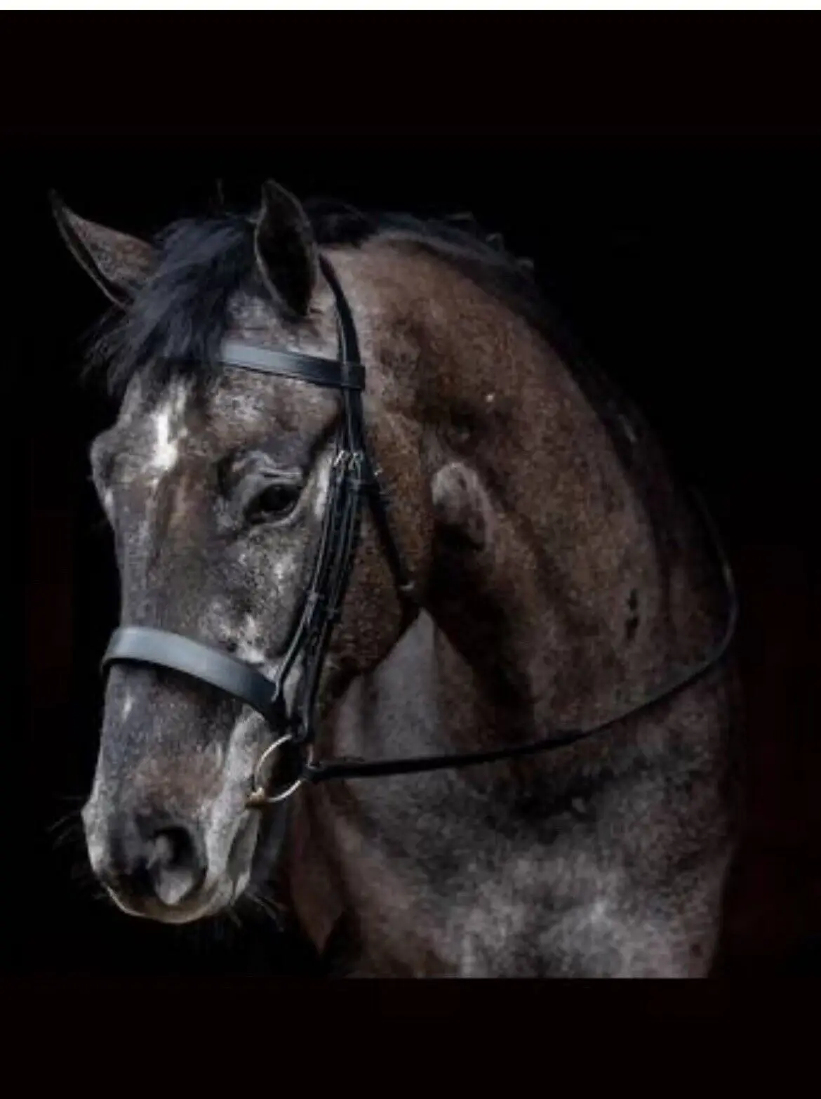 Lexhis Bridon Rênes Lisses Porto Marron | Équitation