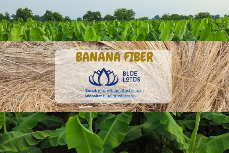 Best Price 2024 Banana Fiber Banana Fabric 100 Natural From Blue Lotus