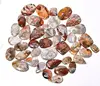 Natural Rare Premium Designer Crazy Lace Agate Cab