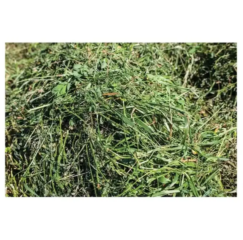 Alfalfa Hay For Animal Feed At Wholesale Price Animal Feeding Stuff