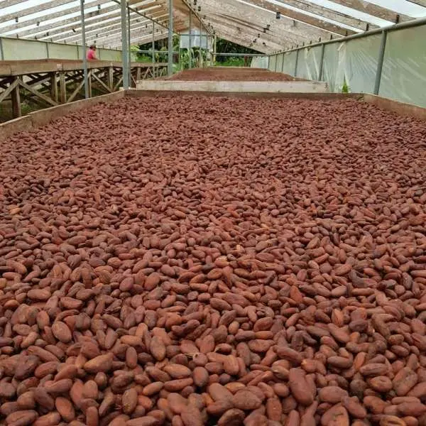 COCOA BEANS1.jpg
