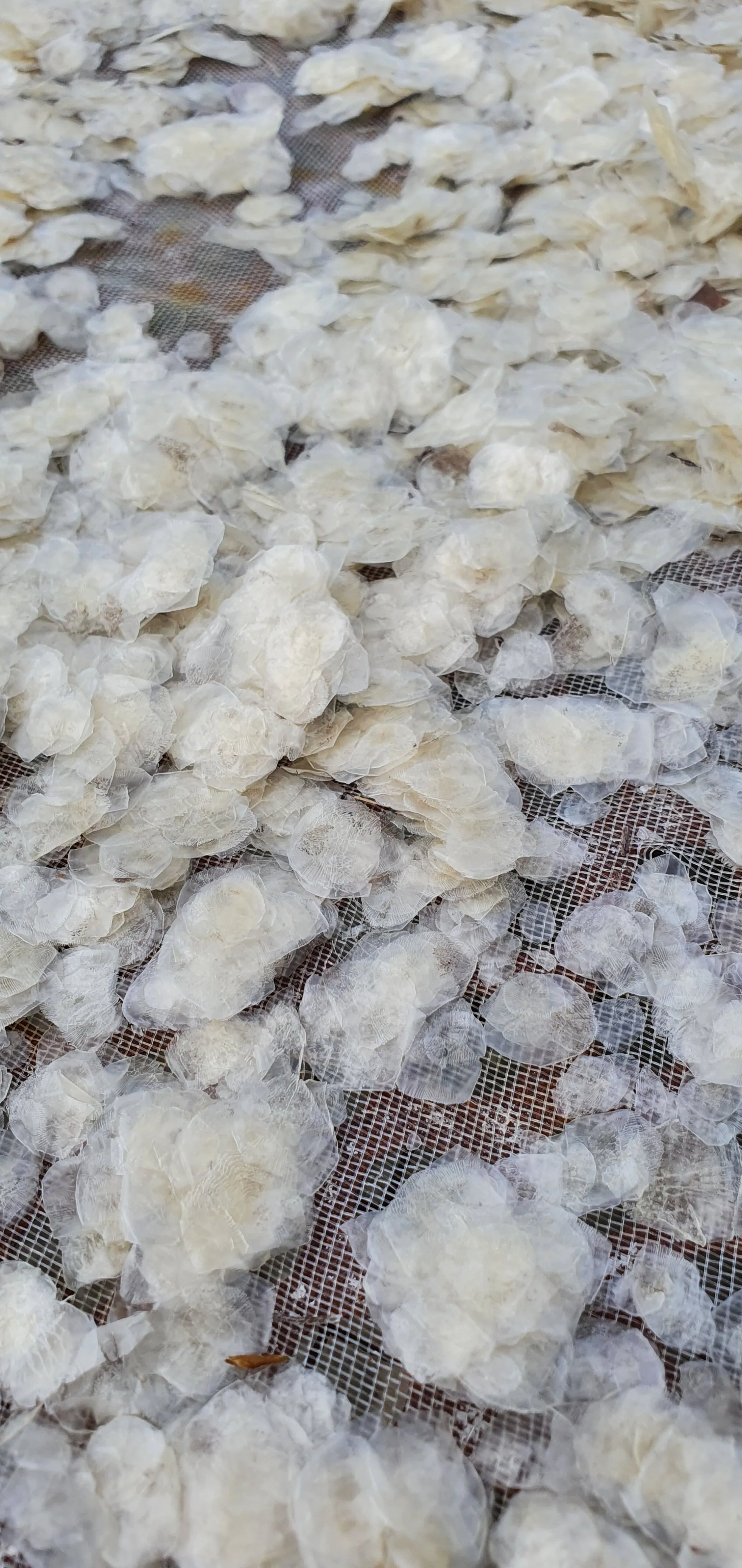 Dried Decalcified/ Barramundi / Seabass/ Snakehead Fish Scales/ Talapia