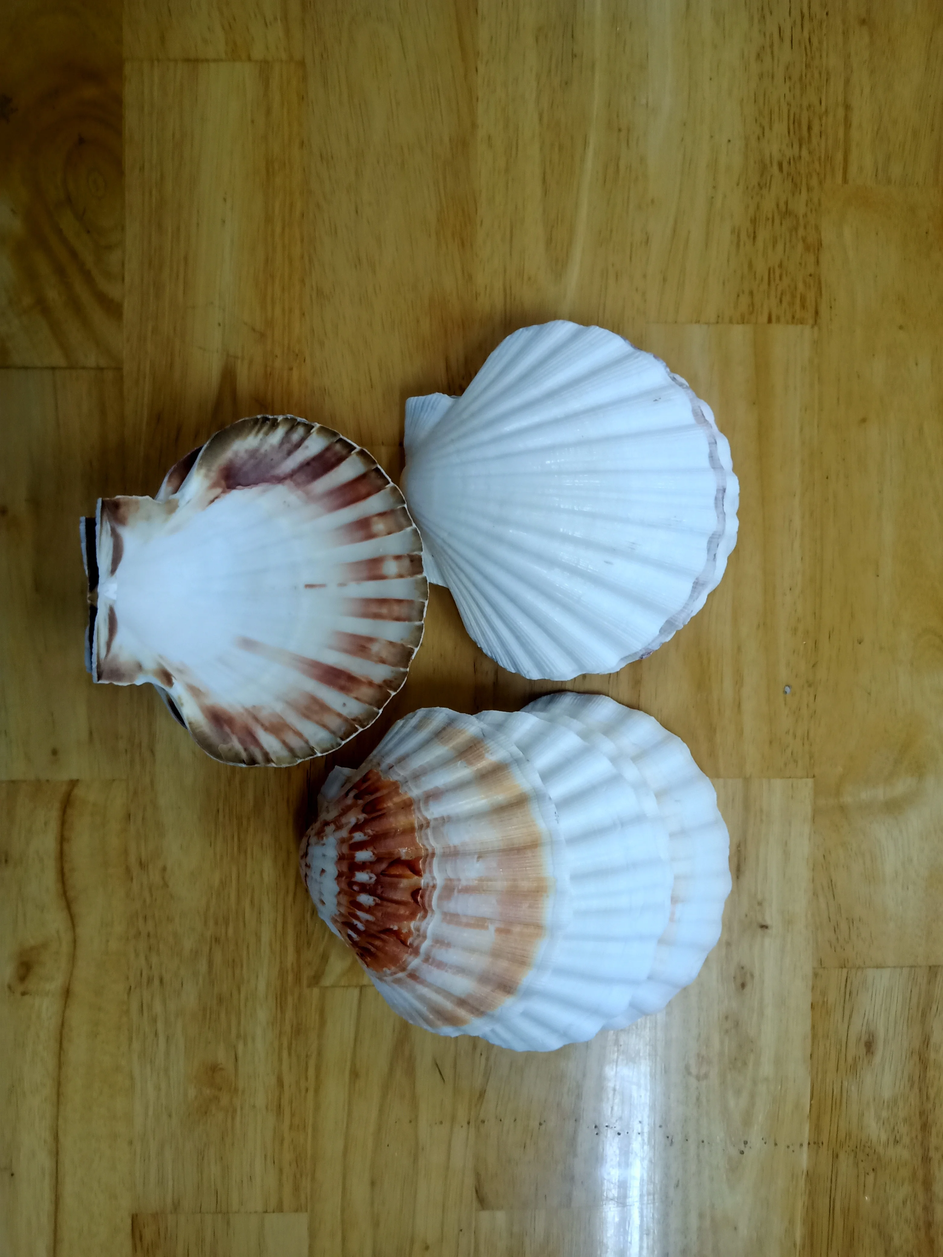 Seashell Powder Biodegradable Cosmetic Grade Calcium Empty Raw Sea Scallops Natural Scallop Shells Scallops Shell