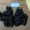Negro