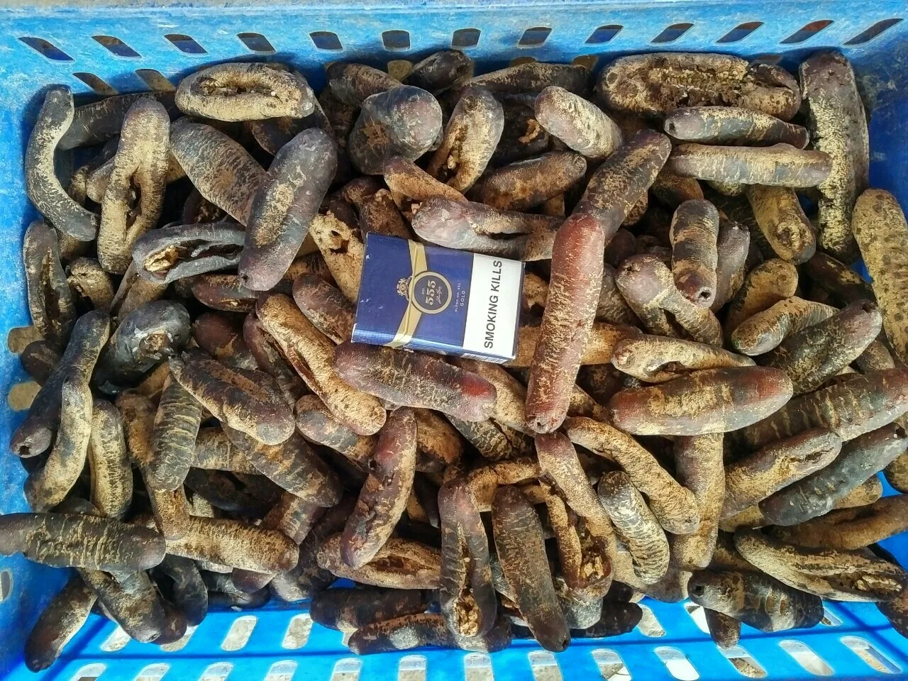 Wholesale Sea Cucumber Dried Sea Cucumber Available In Large Quantity ...