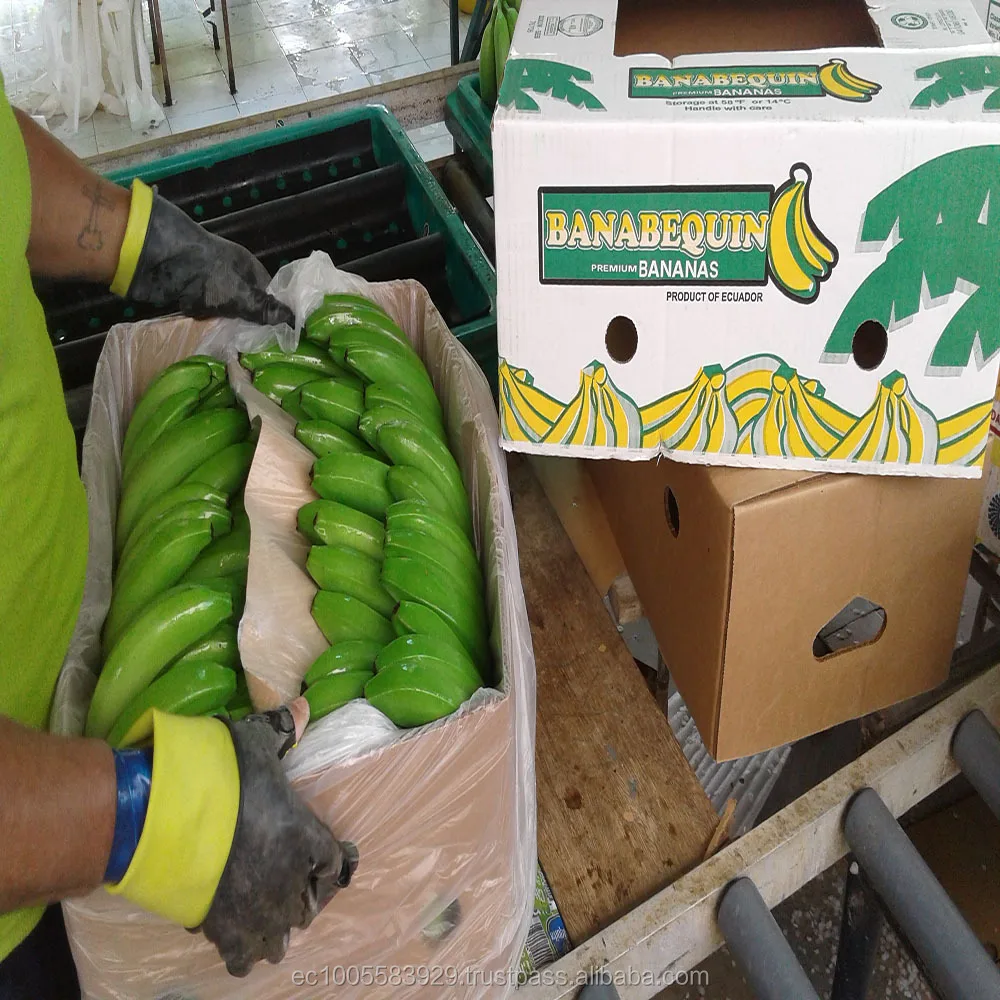 Buy Fresh Raw Plantain Banana For Sale Buy Green Banana And Plantain