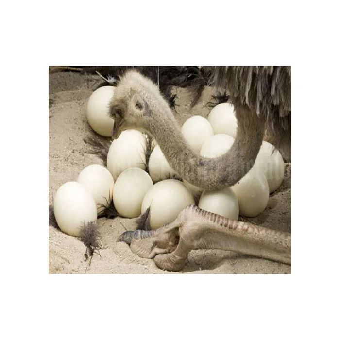 Fresh Chicken Table Eggs/ Artificial Ostrich Eggs For Sale Buy