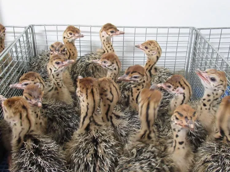 Super Quality Fresh Ostrich Hatching Eggs For Sale - Buy Fresh Brown