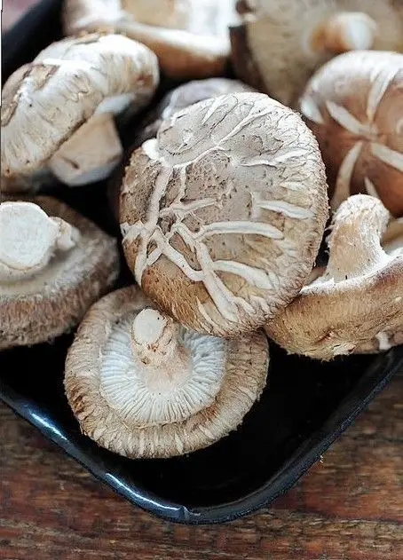 FRESH  MUSHROOM CREATE DRIED MUSHROOM or CANNED MUSHROOM