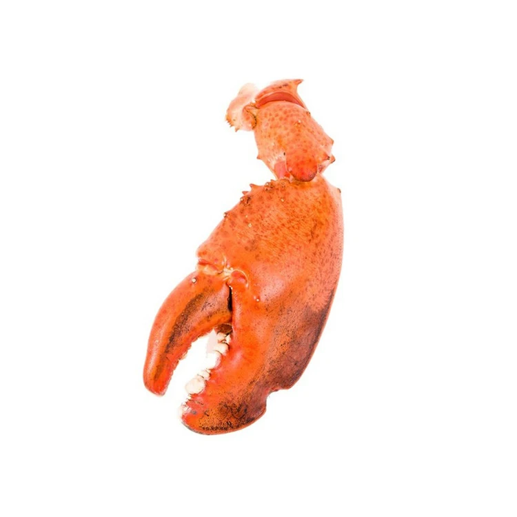 Fresh And Frozen Claw & Knuckle Lobster Meat - Buy Claw & Knuckle ...