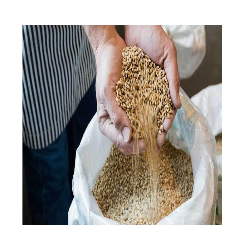 Feed Barley Grain / Barley Malt Grain / Hulled Barley Pearl Barley Buy Barley Grain / Barley
