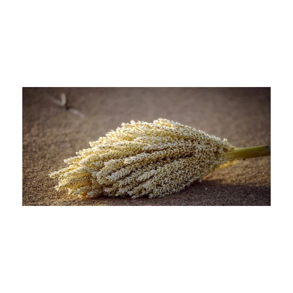 Pure Organic Pine Pollen Powder Palm Pollen Pine Pollen Wholesale Fresh Organic Fennel Pine Honey Bee